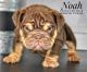 English Bulldog Puppies for sale in Amarillo, TX, USA. price: $4,000