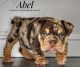 English Bulldog Puppies for sale in Amarillo, TX, USA. price: $4,000