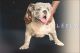 English Bulldog Puppies for sale in Phoenix, AZ 85013, USA. price: $2,500