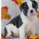 English Bulldog Puppies for sale in Bristol, VA, USA. price: $2,300