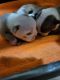 English Bulldog Puppies for sale in Orting, WA 98360, USA. price: NA