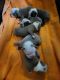 English Bulldog Puppies for sale in Orting, WA 98360, USA. price: $1,500