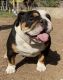 English Bulldog Puppies for sale in Soledad, CA 93960, USA. price: NA