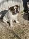 English Bulldog Puppies for sale in Riverbank, CA, USA. price: $1,500