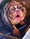 English Bulldog Puppies for sale in Boca Raton, FL, USA. price: $3,500