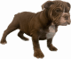 English Bulldog Puppies for sale in Lake Elsinore, CA, USA. price: $3,000