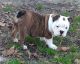 English Bulldog Puppies for sale in Four Oaks, NC 27524, USA. price: $3,500