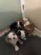 English Bulldog Puppies for sale in Newton, KS, USA. price: $3,500