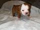 English Bulldog Puppies for sale in Escondido, CA 92025, USA. price: $2,500