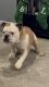English Bulldog Puppies for sale in Brandywine, MD 20613, USA. price: NA