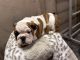 English Bulldog Puppies for sale in Victorville, CA, USA. price: $1,500