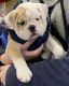 English Bulldog Puppies for sale in Youngstown, OH 44515, USA. price: NA