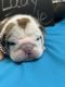 English Bulldog Puppies for sale in Flushing, MI 48433, USA. price: $3,500