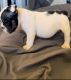 English Bulldog Puppies for sale in Lancaster, CA, USA. price: $4,500