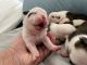 English Bulldog Puppies for sale in Spanish Fork, UT 84660, USA. price: $2,500