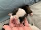 English Bulldog Puppies for sale in Spanish Fork, UT 84660, USA. price: NA