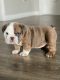 English Bulldog Puppies for sale in Plato Lee Rd, Shelby, NC 28150, USA. price: $2,800