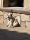 English Bulldog Puppies for sale in San Tan Valley, AZ, USA. price: $2,000