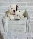 English Bulldog Puppies for sale in CANAL WNCHSTR, OH 43110, USA. price: NA