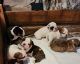 English Bulldog Puppies for sale in Montezuma, IA 50171, USA. price: NA