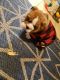 English Bulldog Puppies for sale in Covington, GA, USA. price: $3,000