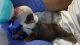 English Bulldog Puppies for sale in Hutto, TX 78634, USA. price: $4,000