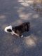 English Bulldog Puppies for sale in Beach Blvd, Jacksonville, FL, USA. price: NA