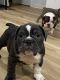 English Bulldog Puppies for sale in Gurnee, IL, USA. price: $5,000