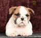 English Bulldog Puppies for sale in Boston, MA, USA. price: NA