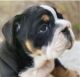 English Bulldog Puppies for sale in Atlanta, GA, USA. price: $3,000