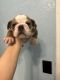 English Bulldog Puppies for sale in 100 Valley St, Monett, MO 65708, USA. price: NA