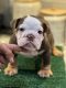 English Bulldog Puppies for sale in Boca Raton, FL, USA. price: $6,000