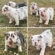 English Bulldog Puppies for sale in Bristol, TN, USA. price: $2,500