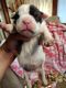 English Bulldog Puppies for sale in Roanoke, VA, USA. price: $1,500