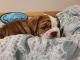 English Bulldog Puppies for sale in Kissimmee, FL, USA. price: NA