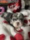 English Bulldog Puppies for sale in Rosamond, CA, USA. price: NA