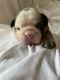 English Bulldog Puppies for sale in Bakersfield, CA 93311, USA. price: NA