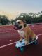 English Bulldog Puppies for sale in Fort Worth, TX, USA. price: $2,750
