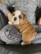 English Bulldog Puppies for sale in Covington, GA, USA. price: $2,200