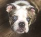 English Bulldog Puppies for sale in Logan County, WV, USA. price: NA