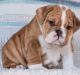 English Bulldog Puppies for sale in Dallas, TX, USA. price: $850