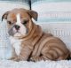 English Bulldog Puppies for sale in Dallas, TX, USA. price: $850