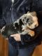 English Bulldog Puppies for sale in 355 Donkey Ln, Fort Gibson, OK 74434, USA. price: NA