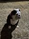 English Bulldog Puppies for sale in Carrollton, TX 75006, USA. price: $2,500