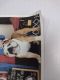 English Bulldog Puppies for sale in South Lyon, MI 48178, USA. price: NA