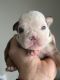 English Bulldog Puppies for sale in Hutto, TX 78634, USA. price: NA