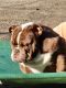 English Bulldog Puppies for sale in Fresno, CA, USA. price: NA