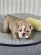 English Bulldog Puppies for sale in Katy, TX, USA. price: $5,000