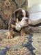 English Bulldog Puppies for sale in Longwood, FL 32750, USA. price: NA