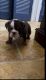 English Bulldog Puppies for sale in Longwood, FL 32750, USA. price: $4,500